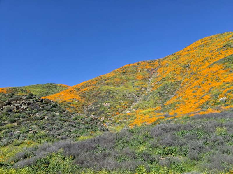 Death Valley Transformed Into a Vibrant Sea of Wildflowers After Record Rainfall Death Valley Transformed Into a Vibrant Sea of Wildflowers After Record Rainfall